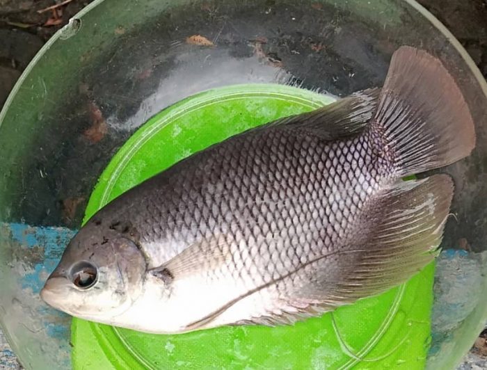 Efisiensi Pakan Ikan Gurame pada Sistem Bioflok